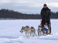 Zes husky’s uit Dordrecht zagen voor het eerst sneeuw: span ze voor een slee en ze beginnen te rennen