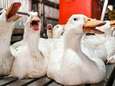 Griepexperts buigen zich over bedreiging vogelgriep voor de mens: “Onvoldoende voorbereid op pandemie”