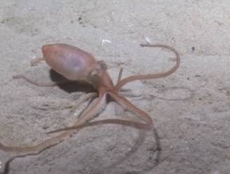 Octopus toont verbluffende verdwijntruc met zelfgemaakt drijfzand