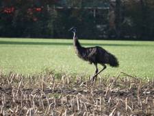 Eigenwijze emoe zet dorp Lutten op zijn kop: ‘We kunnen hem niet in de dierenambulance zetten want dan verbouwt hij de boel’