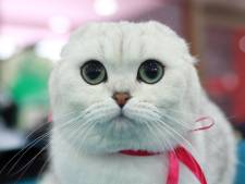 NVWA: Katten met vouworen lijden pijn, 1500 euro boete voor fokkers