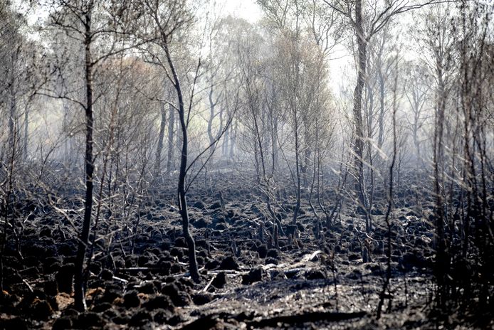 Verbrande bomen en veen in De Peel. De natuur zal zich herstellen maar mogelijk zijn zeldzame plantensoorten voorgoed verdwenen.