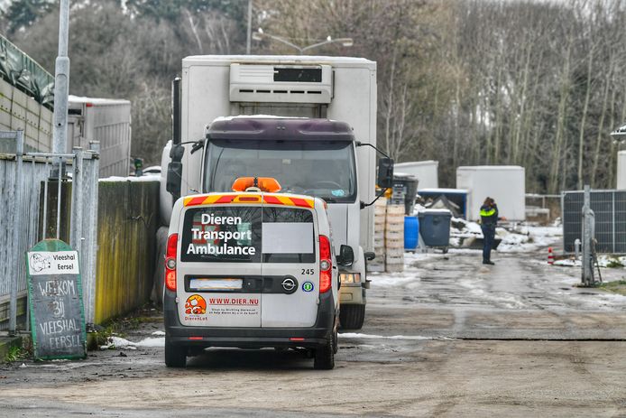 Op woensdag is de NVWA opnieuw de hondenfokkerij aan de Grote Aardweg in Eersel binnengevallen voor een inspectie.