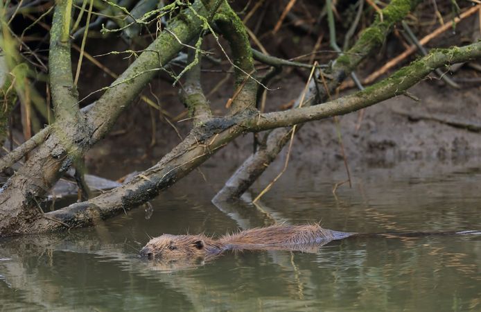 De bever is een op en top waterdier. Bij hoogwater graaft hij mogelijk holen in de dijken.