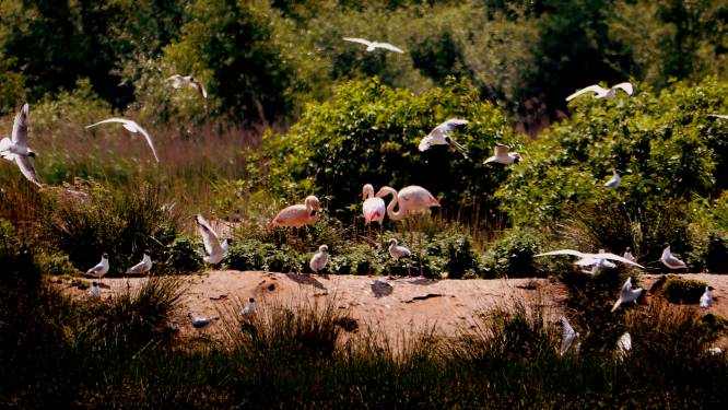 Water lekt weg uit meer van flamingo’s in natuurgebied bij Groenlo 