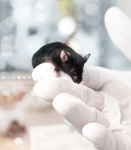 “Révolutionnaire” : des scientifiques créent une souris issue de deux pères