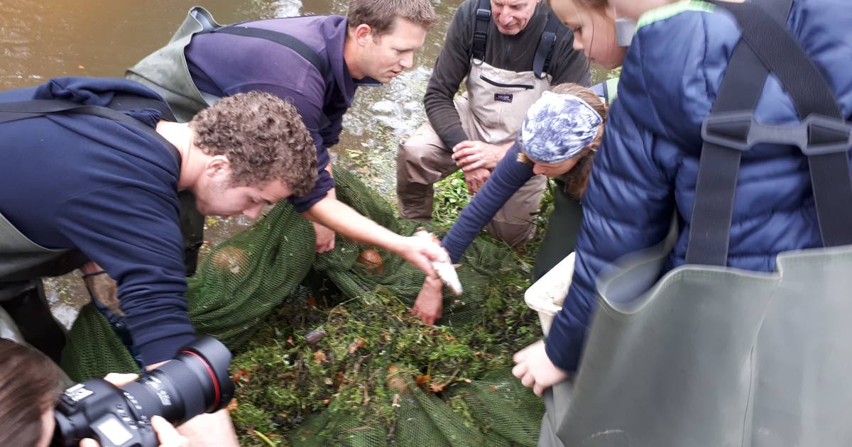 De stromende Aa ideale herberg voor allerlei riviervissen | Sint-Michielsgestel