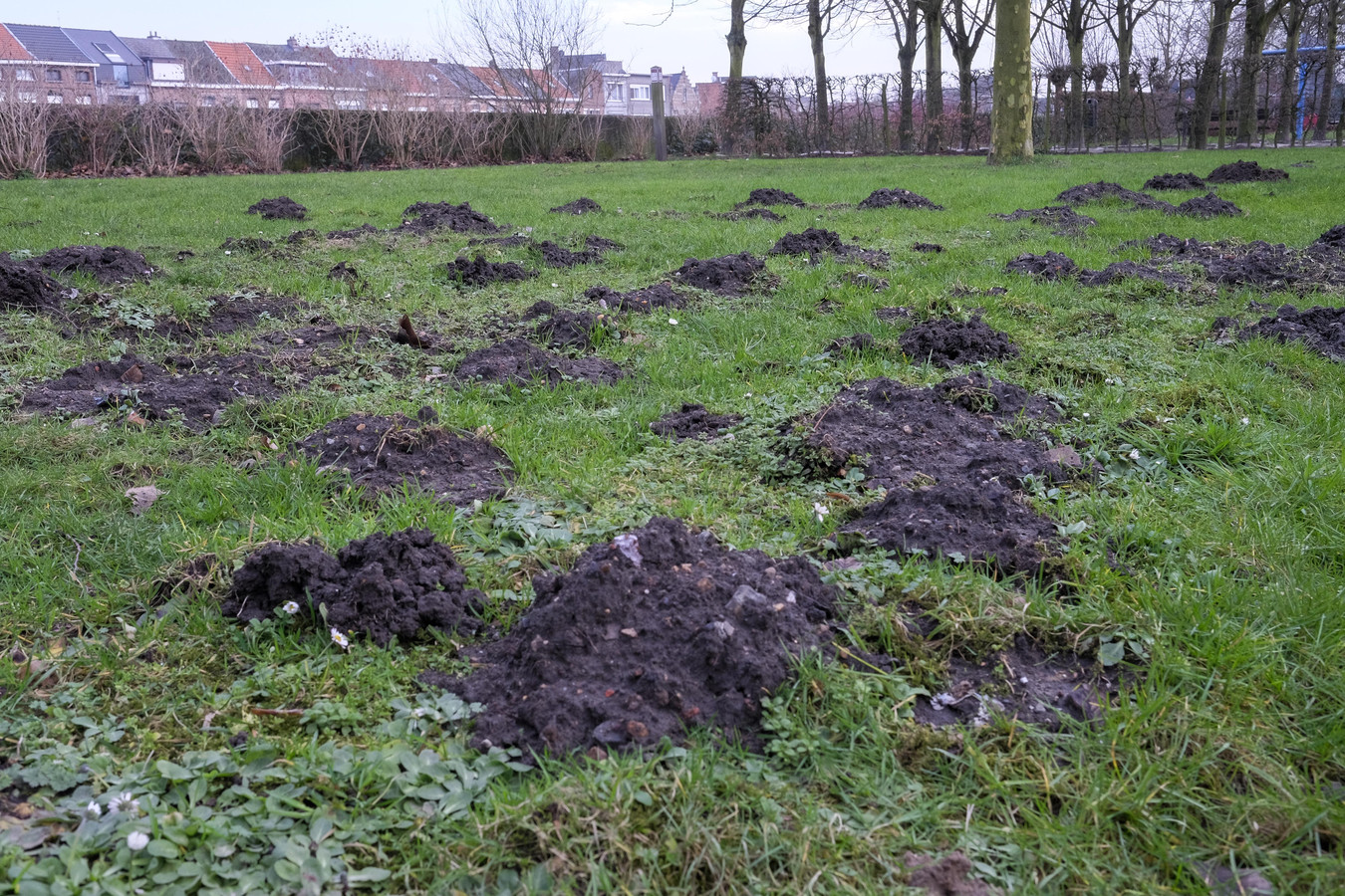 Waar zijn mollen goed voor? En waarom roept Natuurpunt op om ze dit