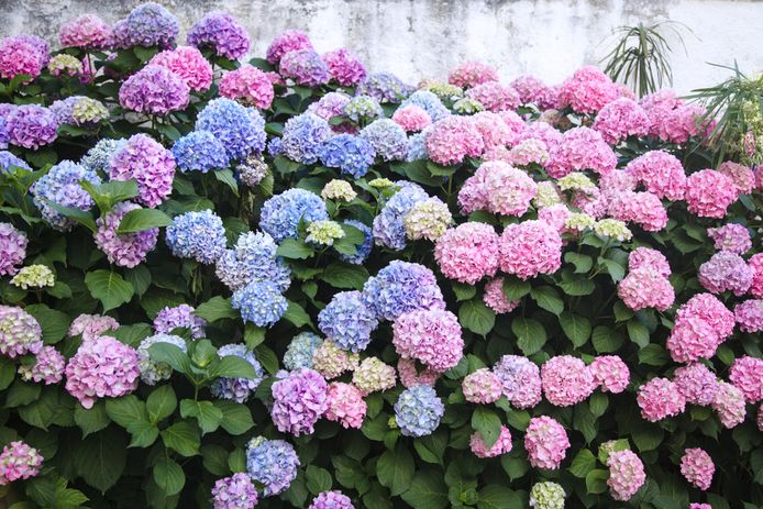 Met deze bloemen en planten in de beperk je hooikoorts | Wonen AD.nl