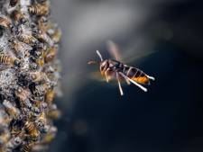 De ‘monsterwesp’ is bezig aan een enorme opmars, dit moet je doen (en vooral níet doen) als je hem ziet
