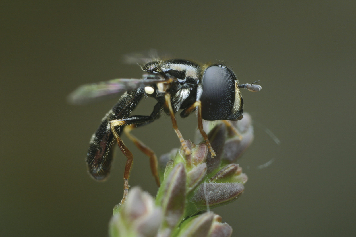  De Paragus haemorrhous, oftewel de zweefvlieg, kan in de lucht stilstaan. Beeld 