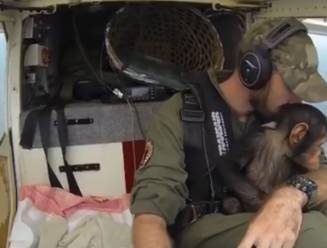 Vlaamse piloot redt babychimpansee uit handen van smokkelaars: "Stropers maakten heel de familie af"