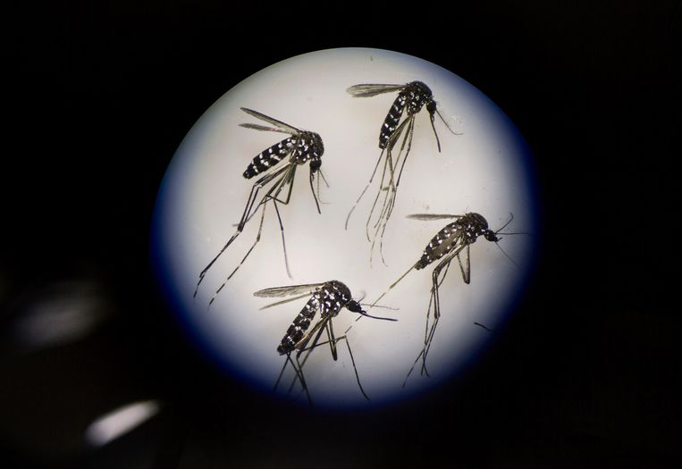 Zika kon zich verspreiden dankzij El Niño en klimaat | De ...