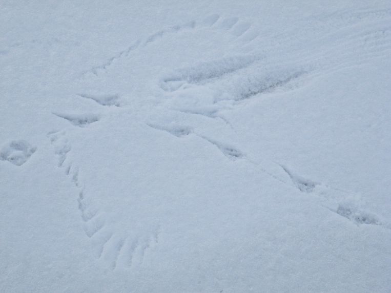 Code wit! Sporen in de sneeuw |
