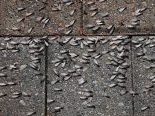 Vliegende mieren duiken massaal op, maar geen zorgen: het is maar tijdelijk