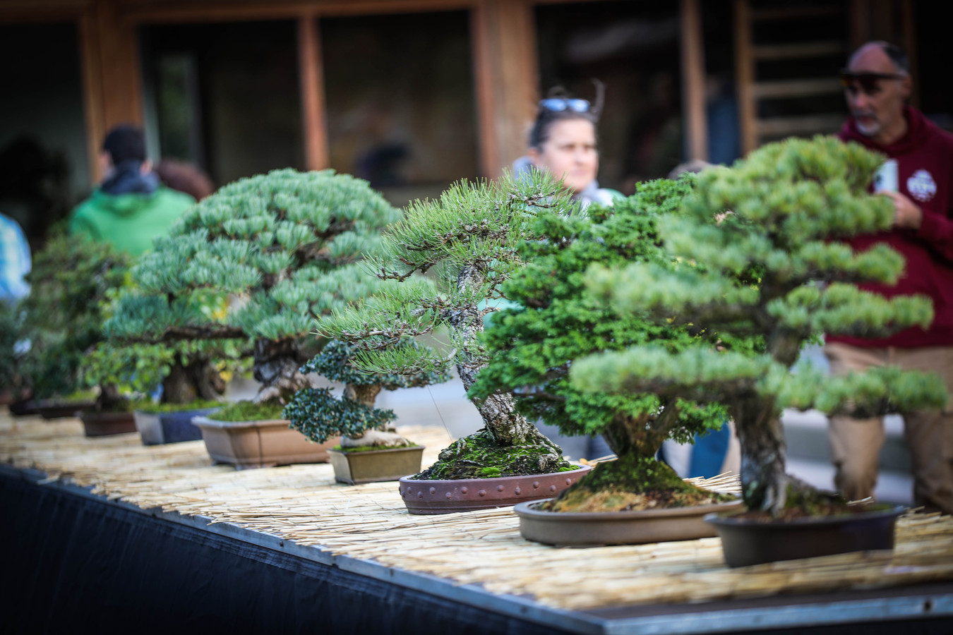IN BEELD. Japanse Tuin viert pracht van miniatuurboompjes tijdens