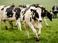 Boeren: koe vaker in de wei scheelt stikstof