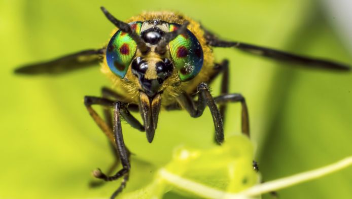 Pique Par Un Taon Il Meurt En Quelques Minutes Sante Bien Etre 7sur7 Be