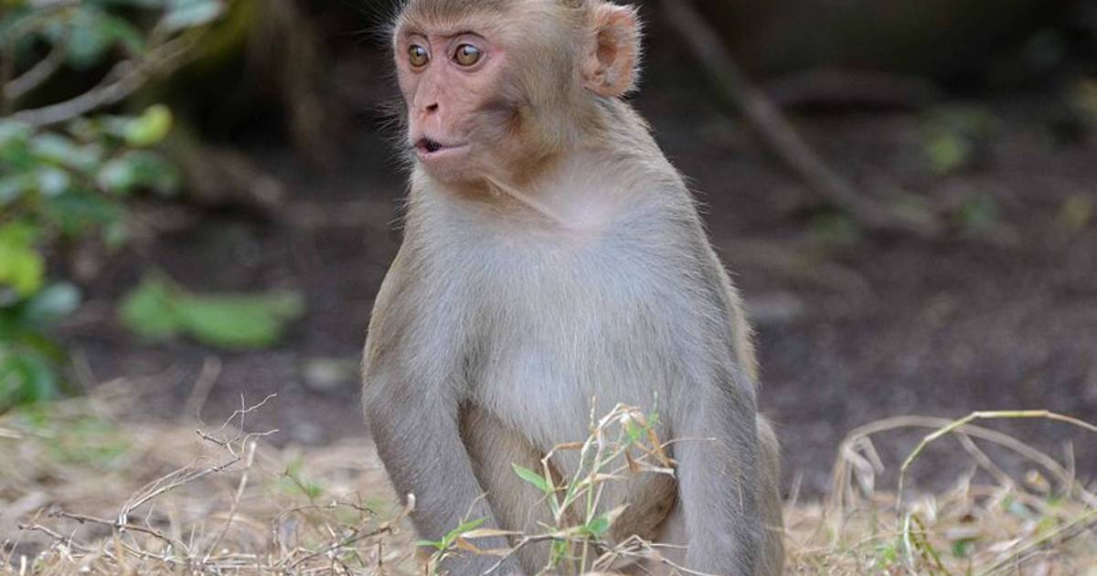 C'è opposizione al progetto di un enorme complesso di scimmie negli Stati Uniti: “Non credo che nessuno voglia 30.000 scimmie nella porta accanto” |  al di fuori