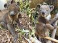 “Minstens 20.000 koala’s omgekomen door vuurzee op het Australische Galapagos”