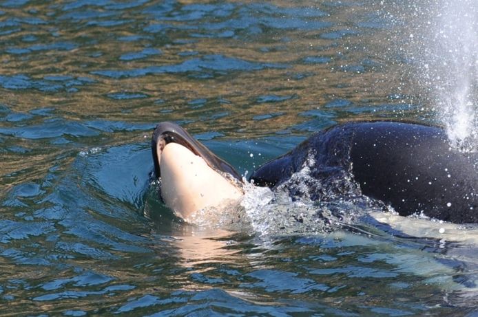 Center for Whale Research