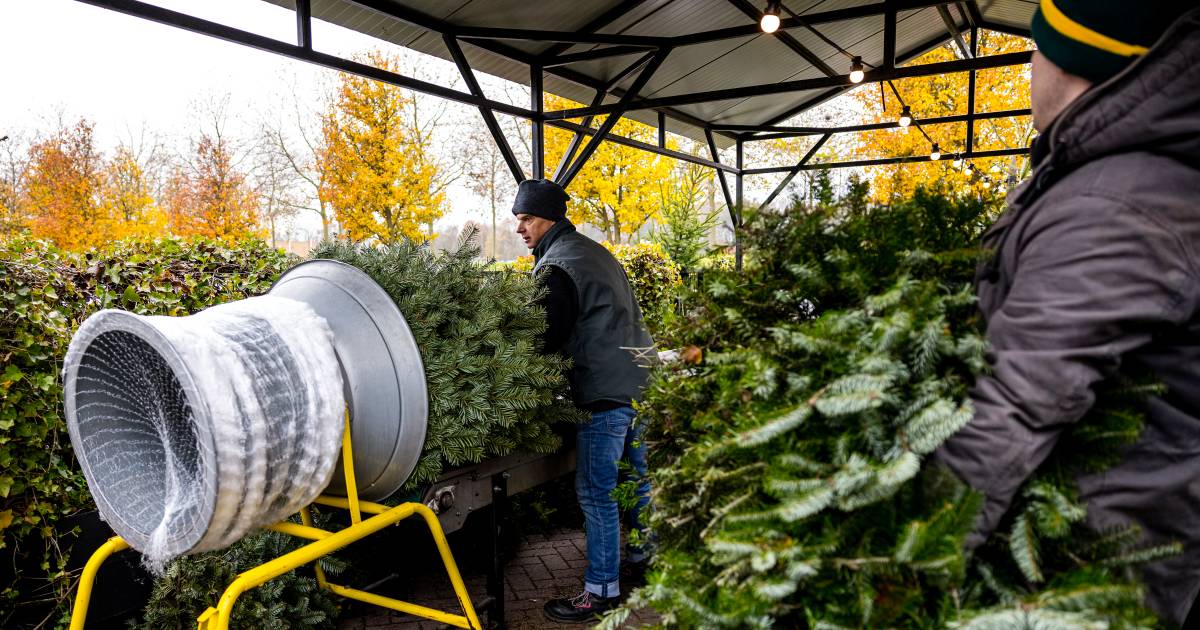 Kerstbomenparfum in ruil voor een gedoneerde boom? Bij kweker Eldorado