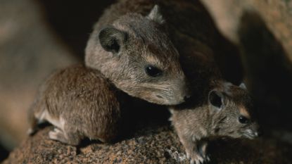 Rat ruikt gevaarlijke vorm van tbc binnen enkele minuten