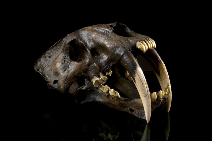 Een schedel van een sabeltandtijger.  Sabeltandtijgers stierven zo'n 10.000 jaar geleden uit.