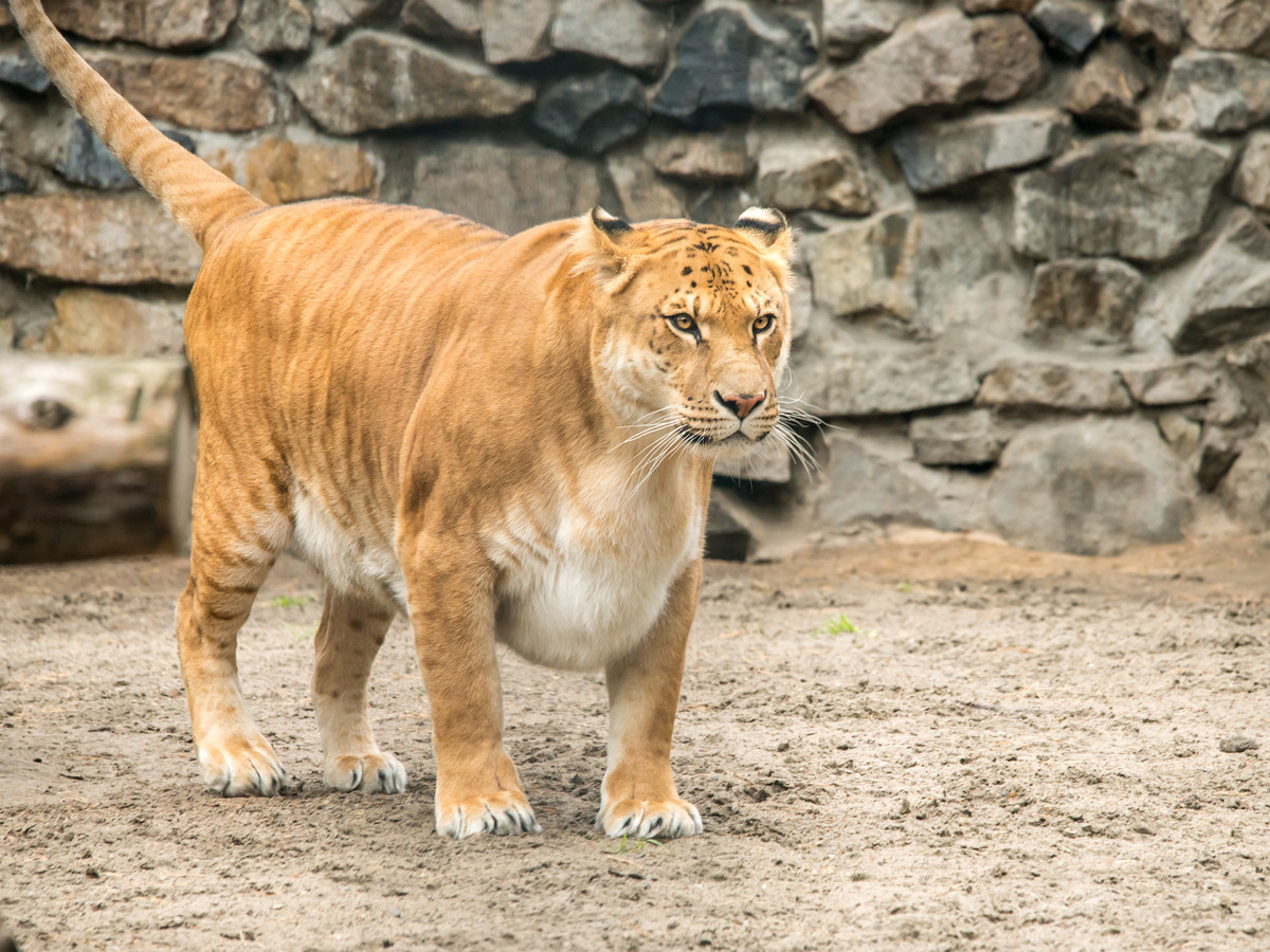 Van teeuw tot walfijn: de meest bijzondere kruisingen in dierenland ...