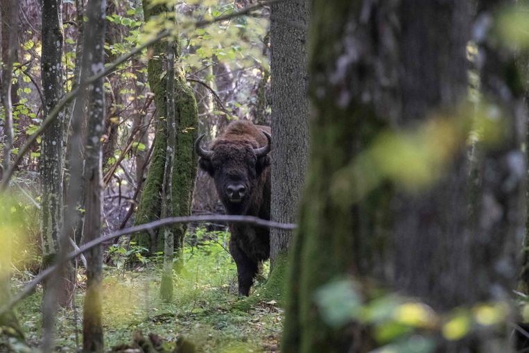 Een wisent in het Bialowieza-bos, het laatst overgebleven oerbos van Europa. Beeld AFP