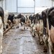 Megazaak mestfraude rond Limburgs adviesbureau trapt af: verdenking van ‘criminele organisatie’