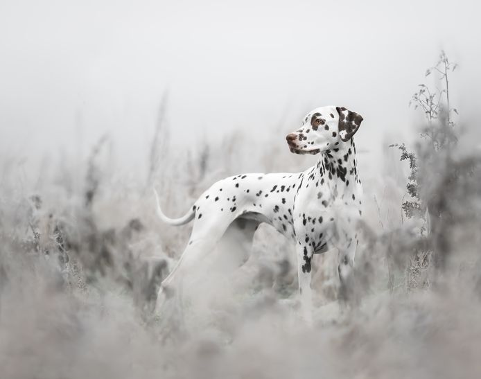 Sophia Hutchinson uit het Verenigd Koninkrijk wint de tweede plek in de categorie 'portret en landschap' met haar beeld van dalmatiër Amber tijdens een van de eerste wandelingen zonder riem die de hond weer kon doen na twee operaties aan haar benen.