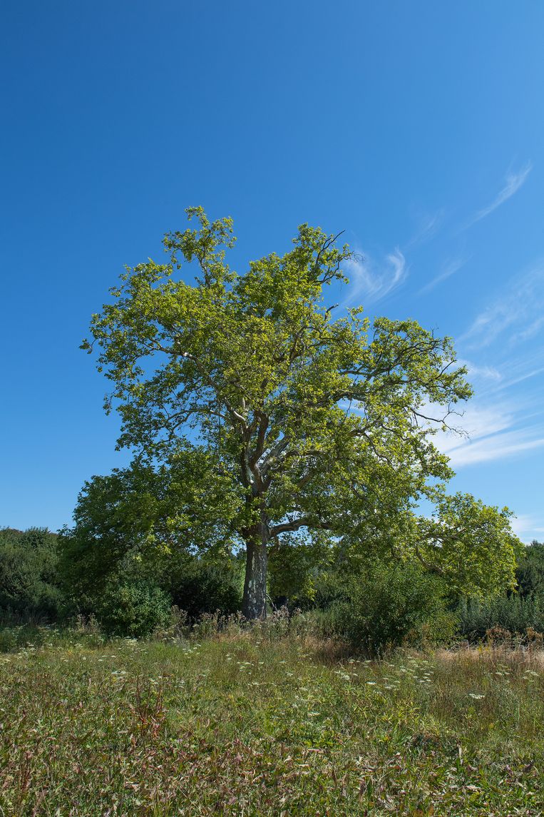 null Beeld Hans Menop / SBNL Natuurfonds