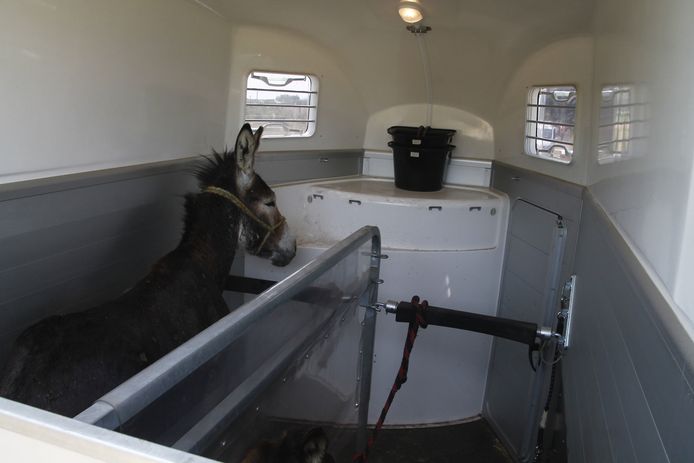 De ezels aan de Nedermolenstraat werden in kleine wagens opgeladen en daarna overgeladen.