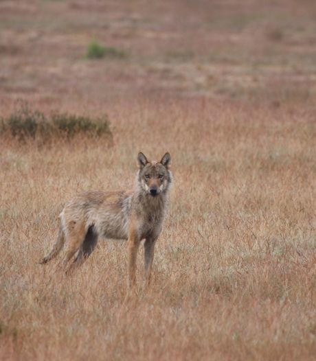 De wolf is in een week vier keer gezien in de Achterhoek: leeft hij hier dan tóch al?