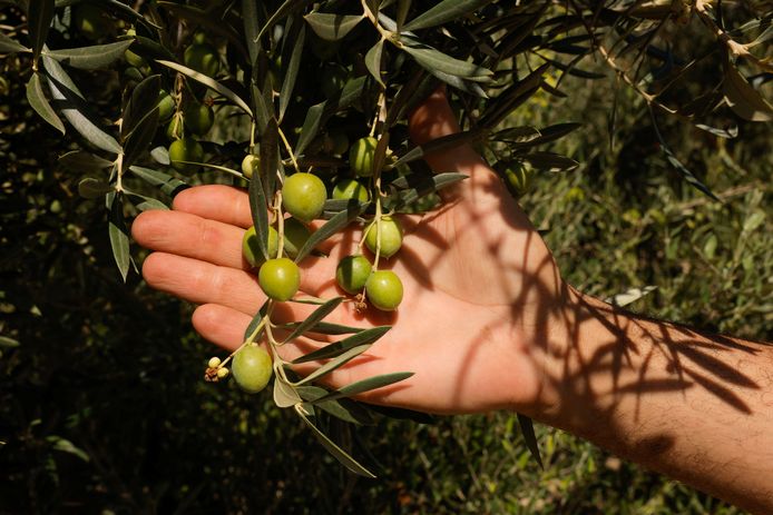 Uliveti a Chiclana de Segura.  Per esempio.