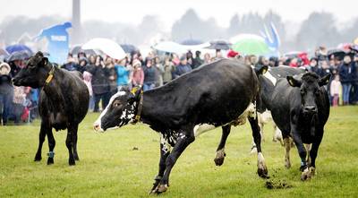 Kabinet schuift 'vee-advies' terzijde