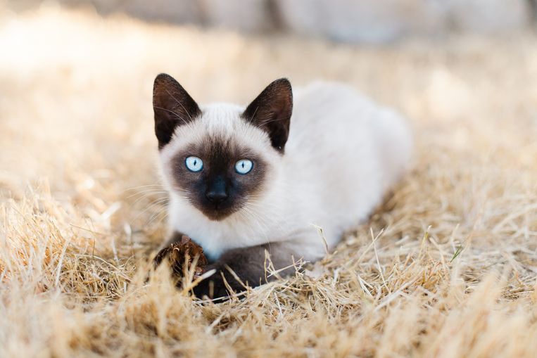 A blue-eyed, domestic short-hair Siamese kitten lays in the grass, holding a pinecone Beeld Getty Images