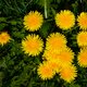 Dít is waarom je af en toe paardenbloem zou moeten eten