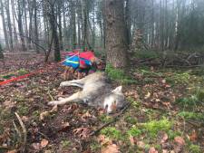 Jonge wolf overleeft aanrijding bij Epe niet