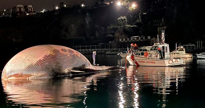 Het walviskadaver nabij de jachthaven van Sorrento, zondagochtend vroeg