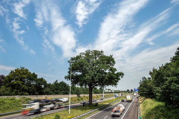 De zomereik in de middenberm van de A58 ter hoogte van Ulvenhout is vereeuwigd in het kinderboek ‘De eik was hier’, dat is geschreven ter ere van de Maand van de Filosofie.