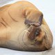 Al die vooruitgang, en dan niet een walrus kunnen redden?