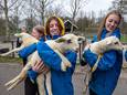 De vier lammetjes worden naar de stal van de kinderboerderij in Zwolle gedragen.