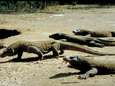 Indonesië doet "drakeneiland" Komodo jaar lang op slot