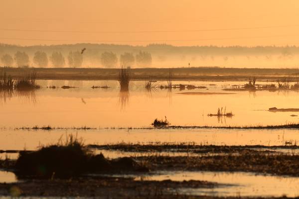 Vroege vogels presenteert: Hooiland