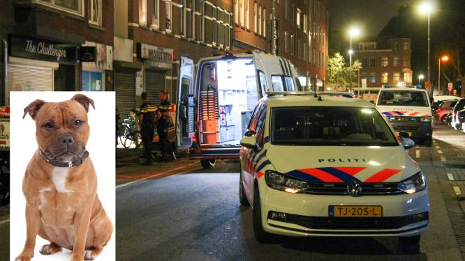 Afschuw bij politici na ernstige hondenaanval: ‘Sommige rassen laten uitsterven’
