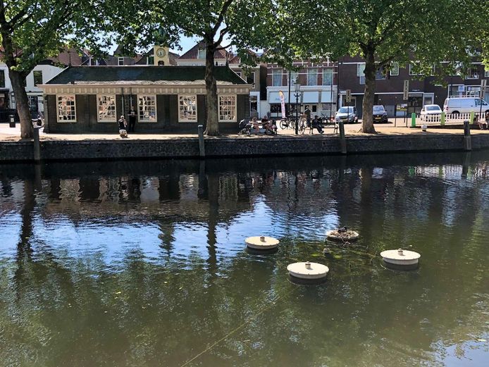 Het nest bevindt zich op één van de fonteinen in de Oude Haven.