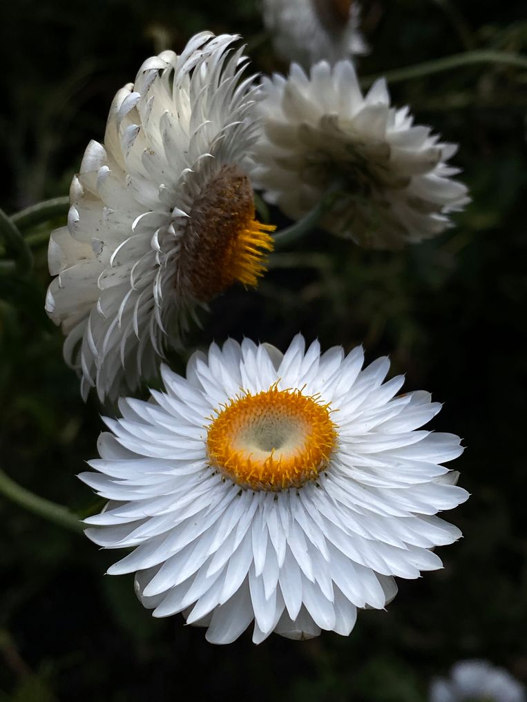 ‘Heerlijk, zo’n klein moment van orde in de chaos van de tuin’