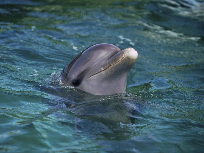 Hamas neemt spionerende dolfijn gevangen